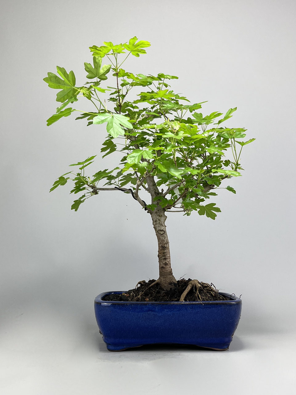 Ahorn Bonsai