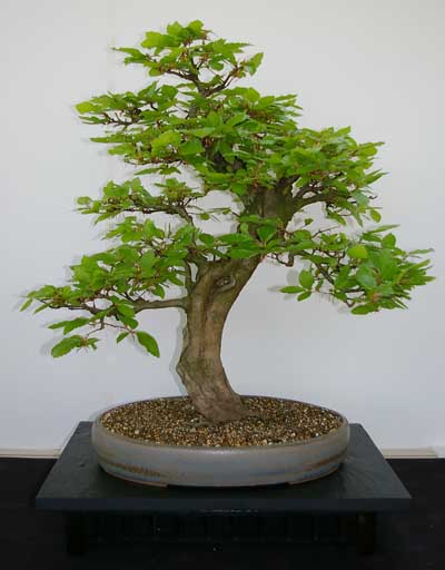 Buche Bonsai