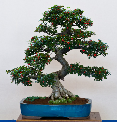 Cotoneaster Bonsai